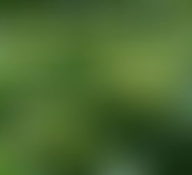 Ceviz Dikilecek Yer Seçimi İdeal Arazi ve İklim Koşulları