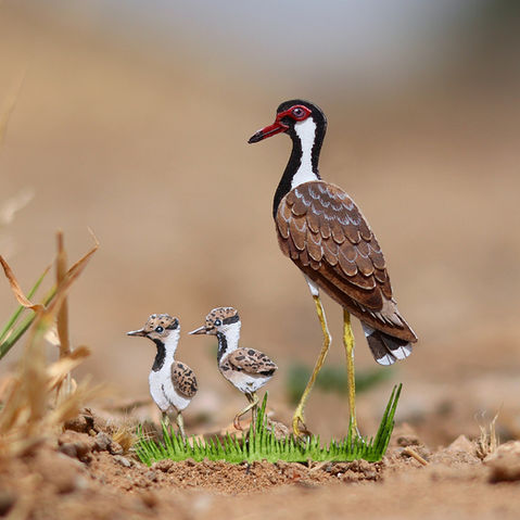 Red Wattled Lapwing with Her Chicks
