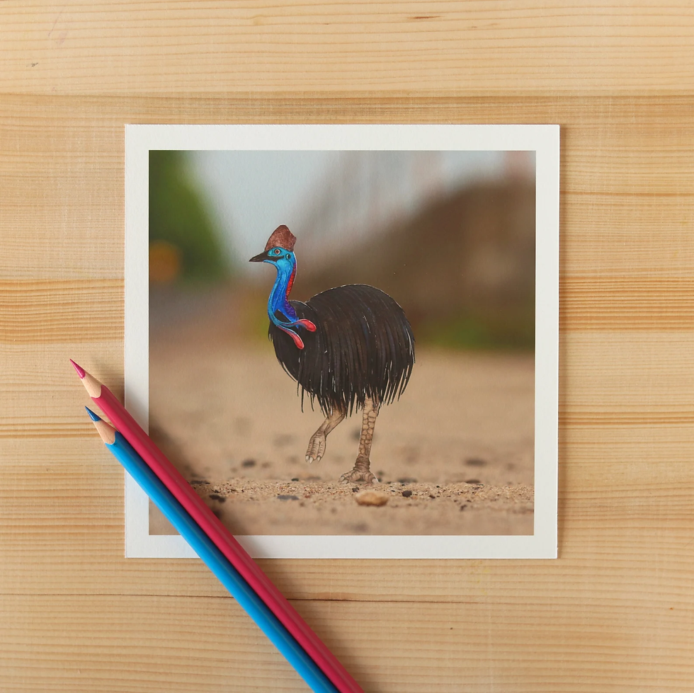 Thumbnail: Southern Cassowary (Fine art Print)