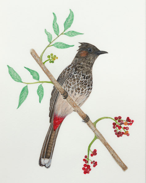 Red vented bulbul