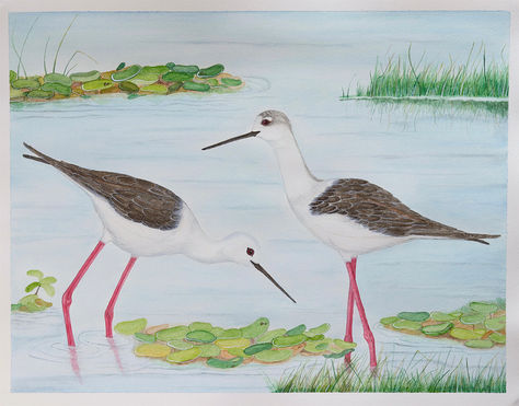 Black winged stilt