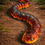 Thumbnail: Articulated Hognose Snake