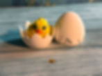 Thumbnail: Cute yellow chick figurines with eggs, including one hatching chick