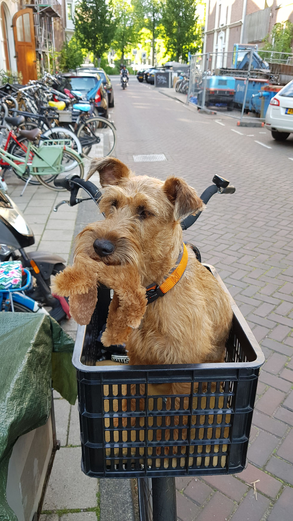 Lady needs her toy