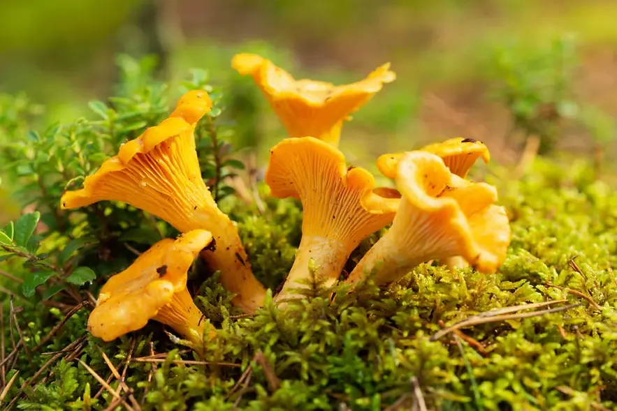 chant-mushroom-1024x683.webp