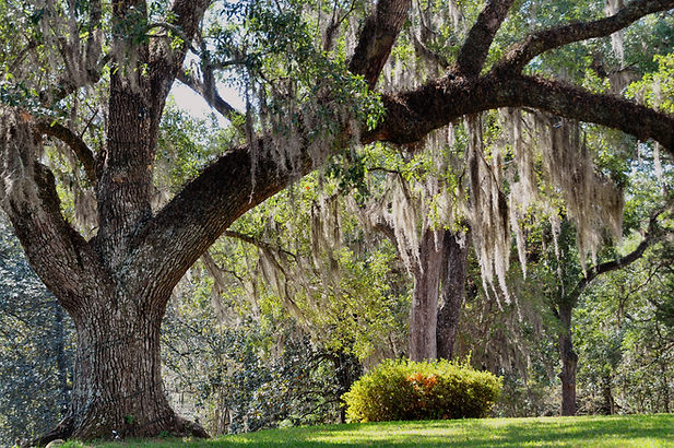 MS_HEROE_natchez300longwoodplantation5 (1).jpg