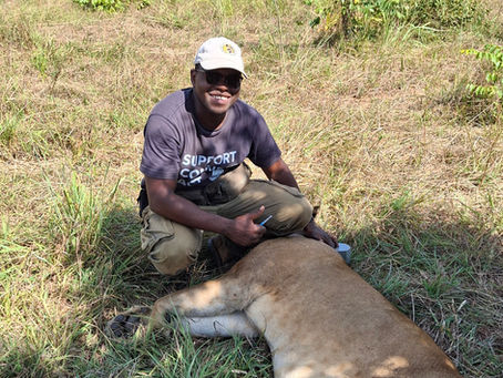 Lion Monitoring and Conservation in Niassa Special Reserve