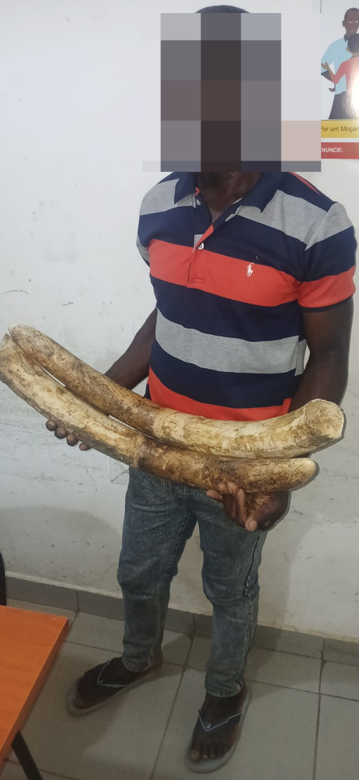 Suspeito Detido com Marfim de Elefante na Cidade de Tete