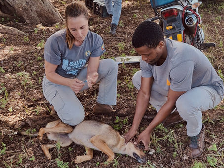 Cães saudáveis. Comunidades mais seguras.