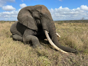 Honoring Mozambique's Giants