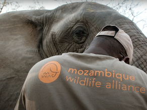 Mozambique Wildlife Alliance Vets in 'Yambone Collared An Elephant'