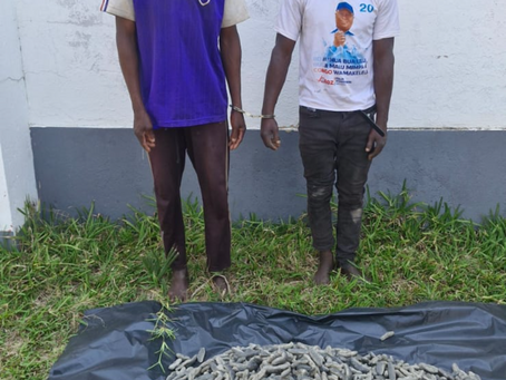 Sea Cucumbers Seized in Inhassoro, Inhambane Province
