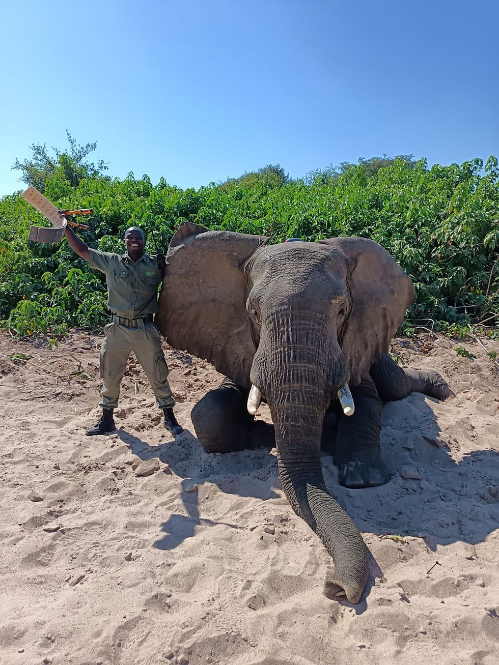 Expansão da Monitorização de Elefantes no Parque Nacional de Magoé (PNM)
