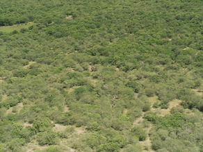 Tracking Elephant Herds