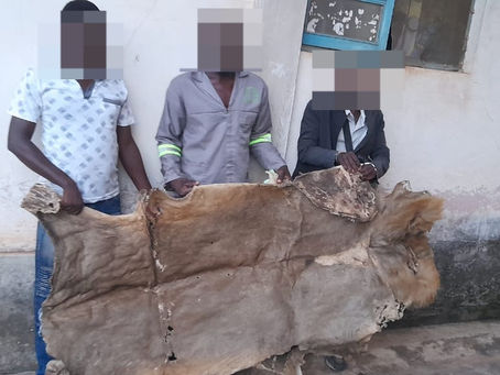 Joint Operation Leads to Arrest of Lion's Skin Traffickers in Chimoio