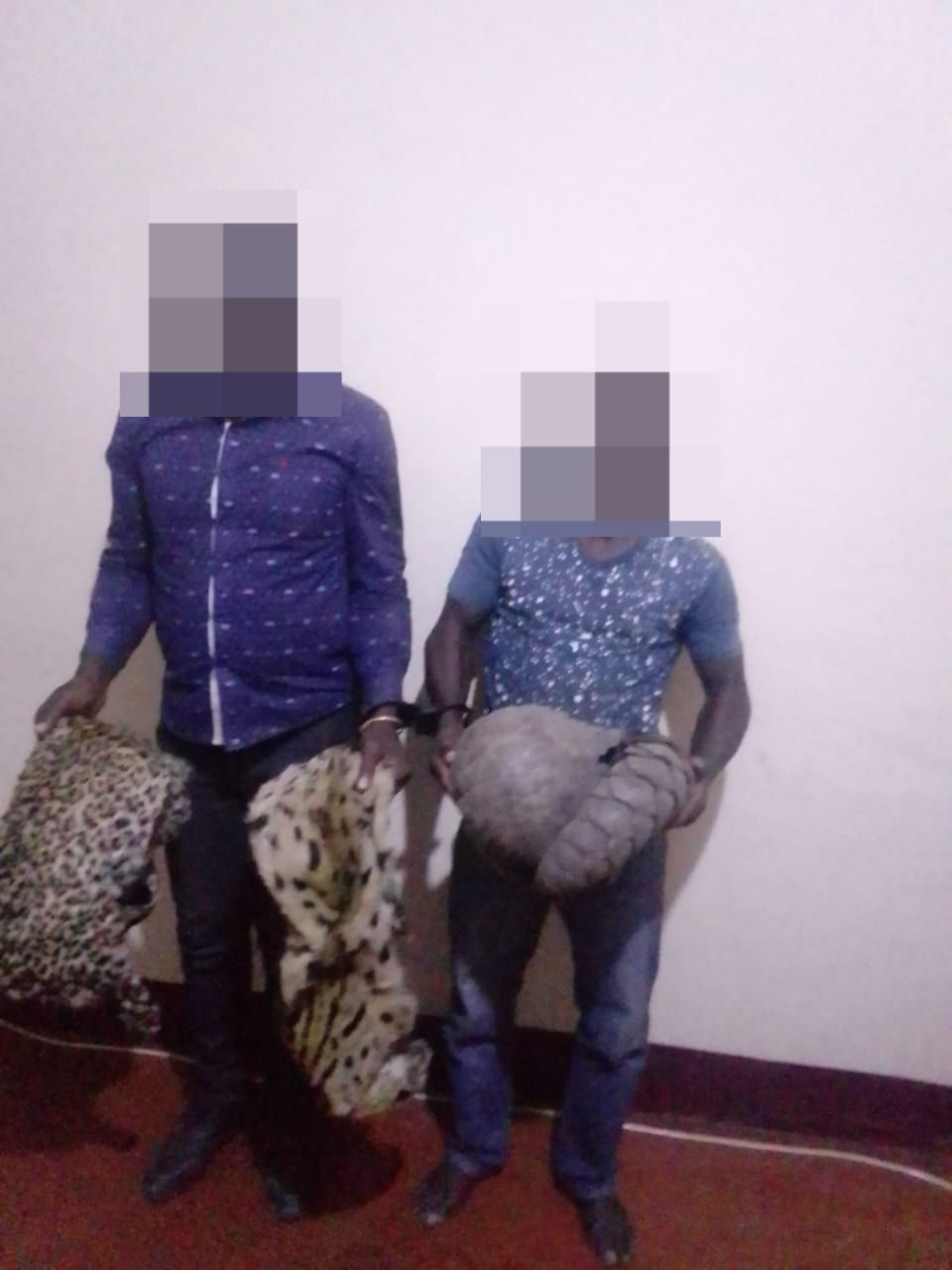 Two Traffickers Caught with Live Pangolin and Animal Skins in Niassa