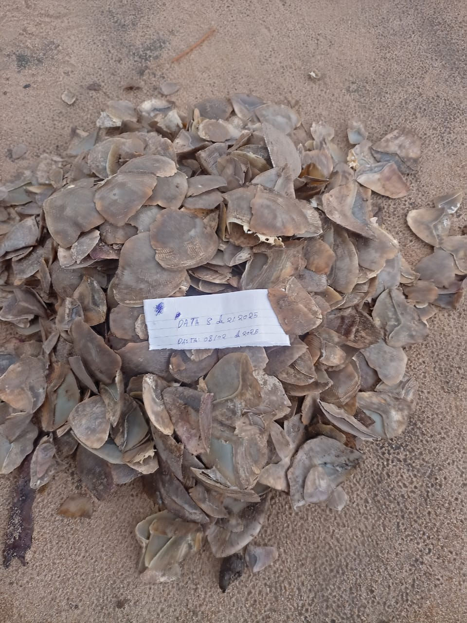 Pangolin Scales Seized in Machanga, Sofala Province