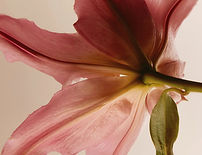 website background_edited.jpg