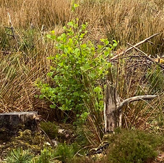 SAPLINGS 3.jpeg