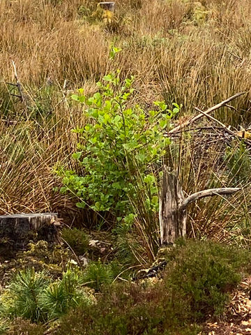 SAPLINGS 3.jpeg