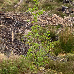 SAPLINGS 1.jpeg
