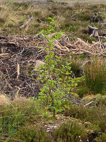 SAPLINGS 1.jpeg