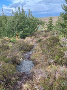 NEW TRAIL 3.jpeg
