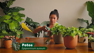 Aprende a cuidar tu Potos