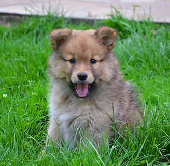 ACCOMPAGNEMENT PRÉ-ADOPTION Adoption chiot - Laz, proche Briec