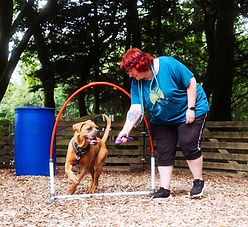 Séance découverte - Poser les bases - école Cani'Laz -École canine positive Laz - Cani'Laz