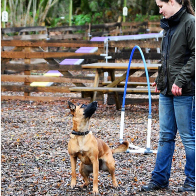 Cani'Laz -École canine positive Laz - Cani'Laz