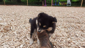 Chiot mordille vêtement chaussure