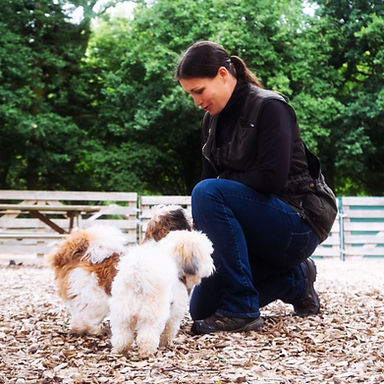 Chiots en cours d'éducation club canin Briec.