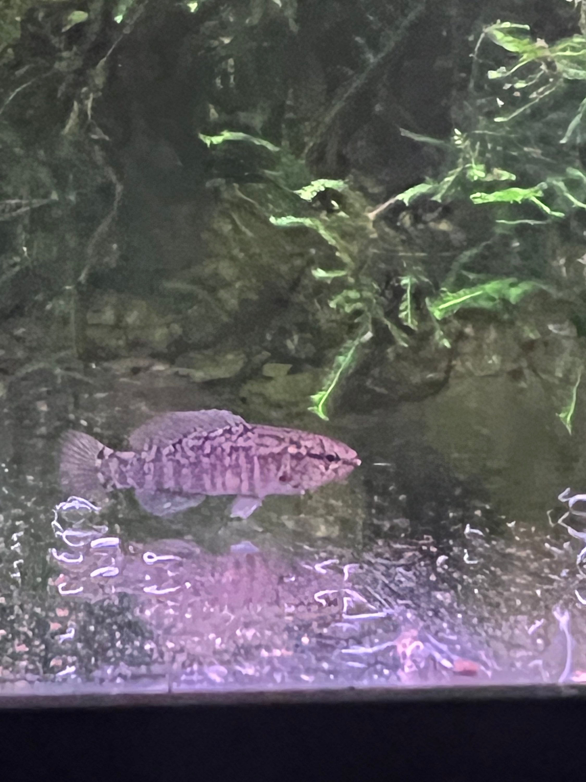 Banded Pygmy sunfish ( Elassoma zonatum )