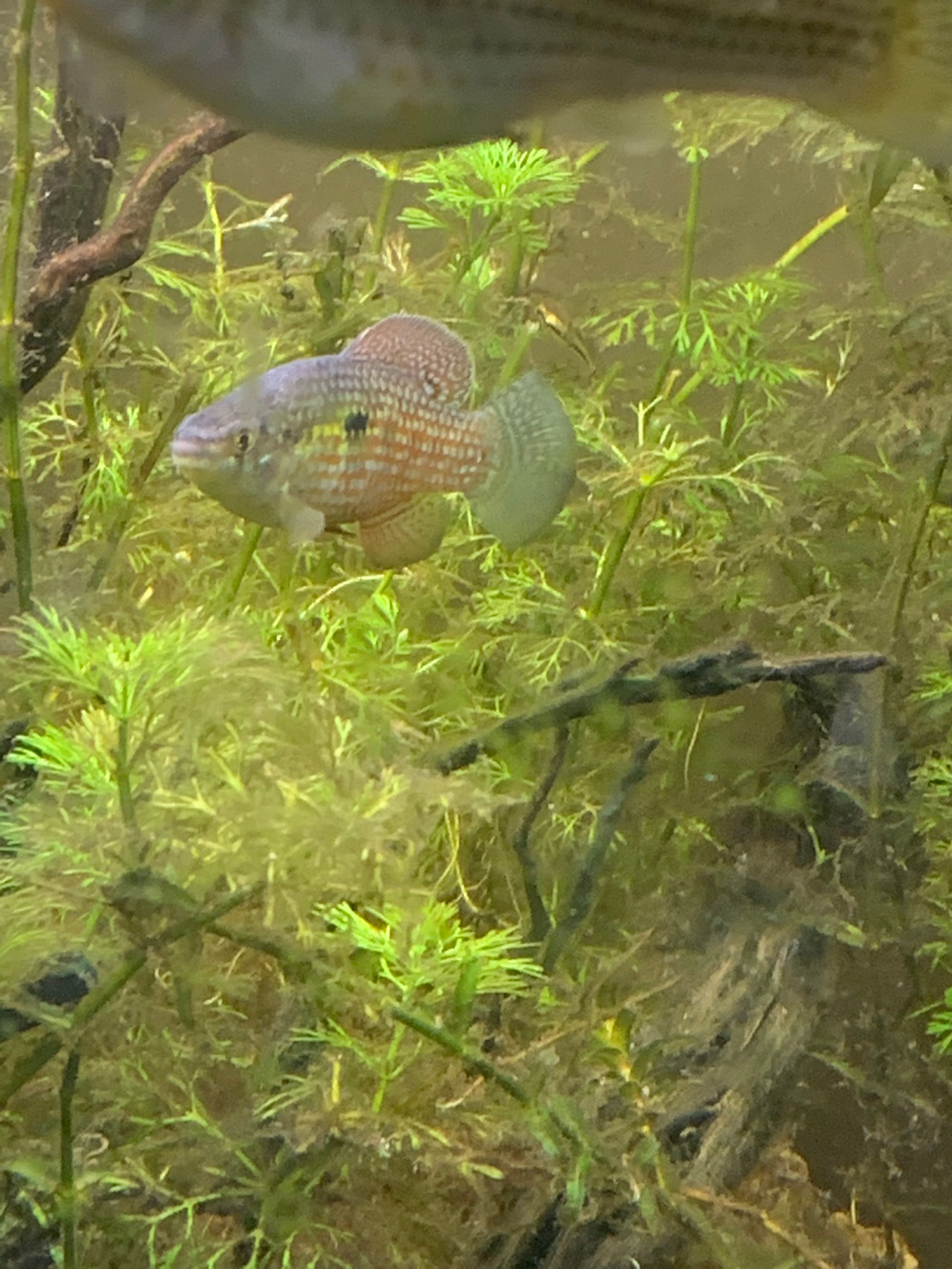 Florida Flagfish ( Jordanella Floridae )