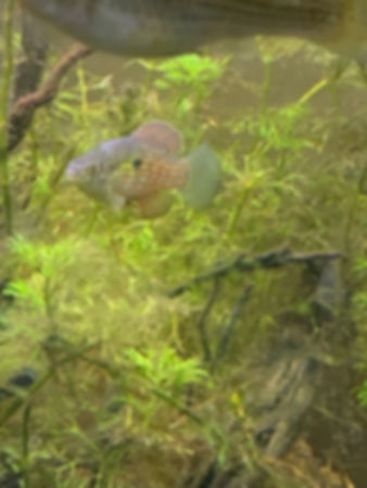 Florida Flagfish ( Jordanella Floridae )