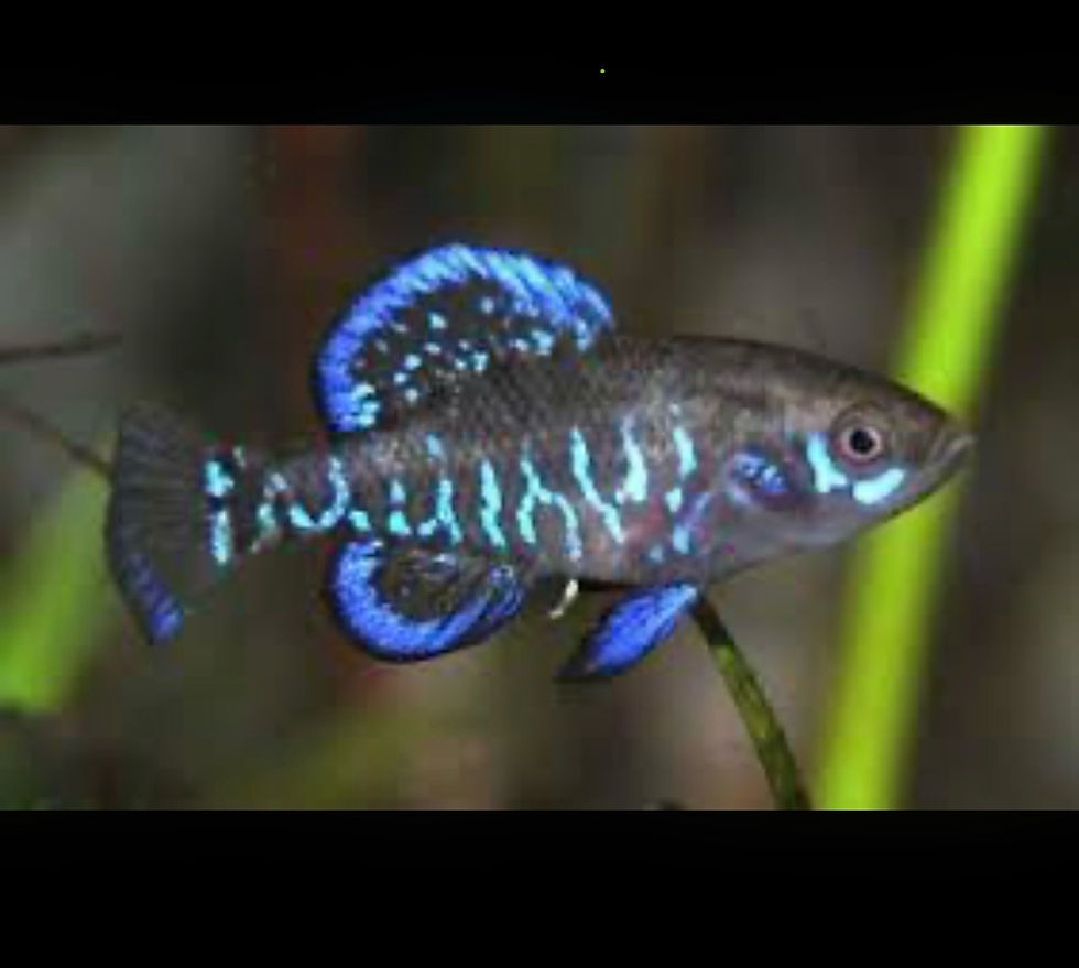 Thumbnail: Gulf Coast Pygmy Sunfish (Elassoma gilberti)