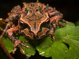 New Zealand Frogs - Endangered Species