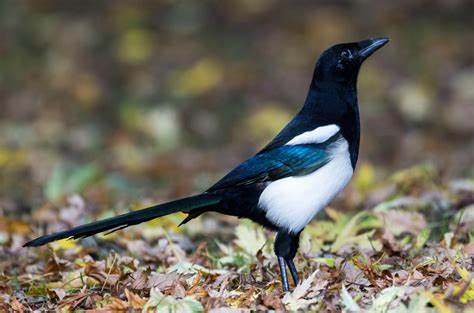 A Magpie