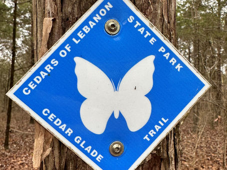 A lackluster January day in the Cedar Glades