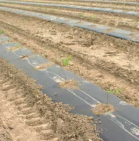 Pastore Orchards blueberry field