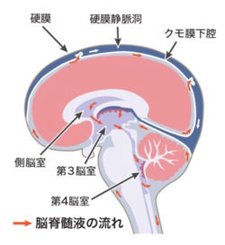 脳硬膜と脳脊髄液の循環