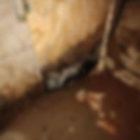 Mold Inspection 3