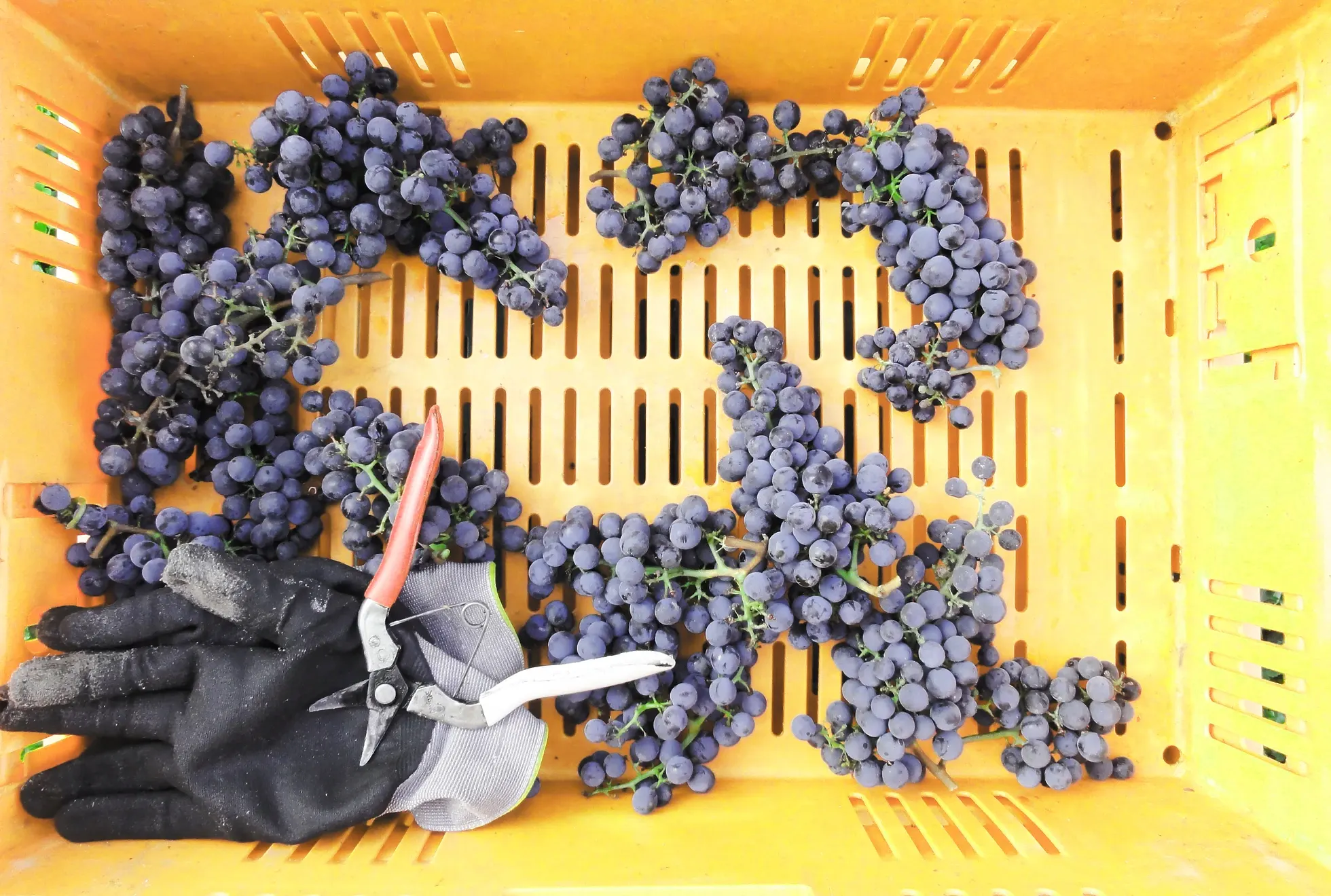 cisors-grapes-gloves2.webp