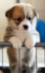 welsh-corgi-pembroke-g94495b6db_1920.jpg