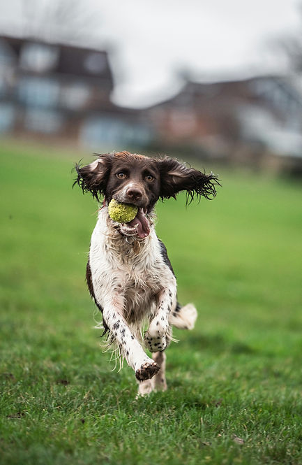 springer spaniel.jpg
