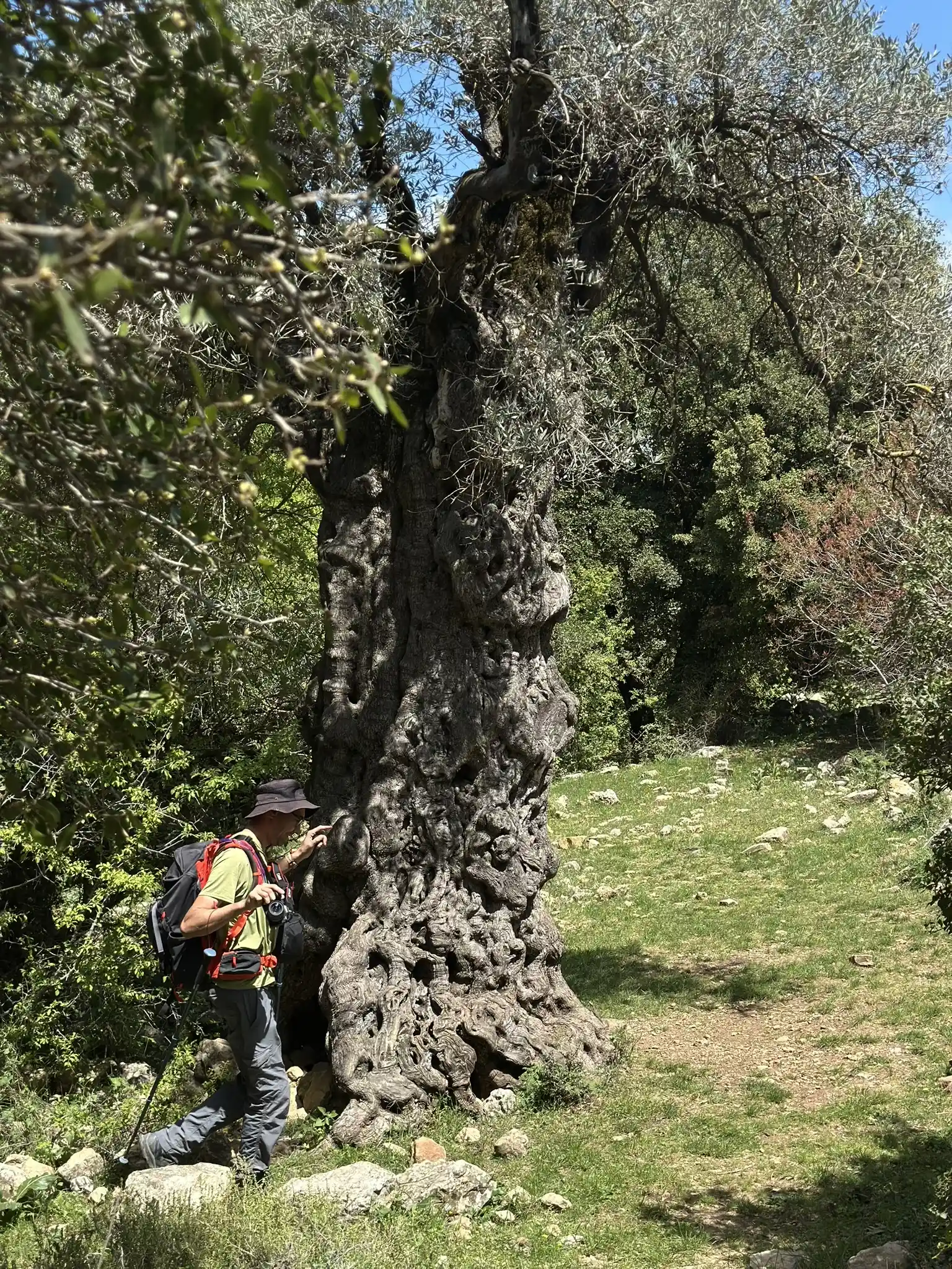 мужчина смотрит в ствол большого оливкового дерева