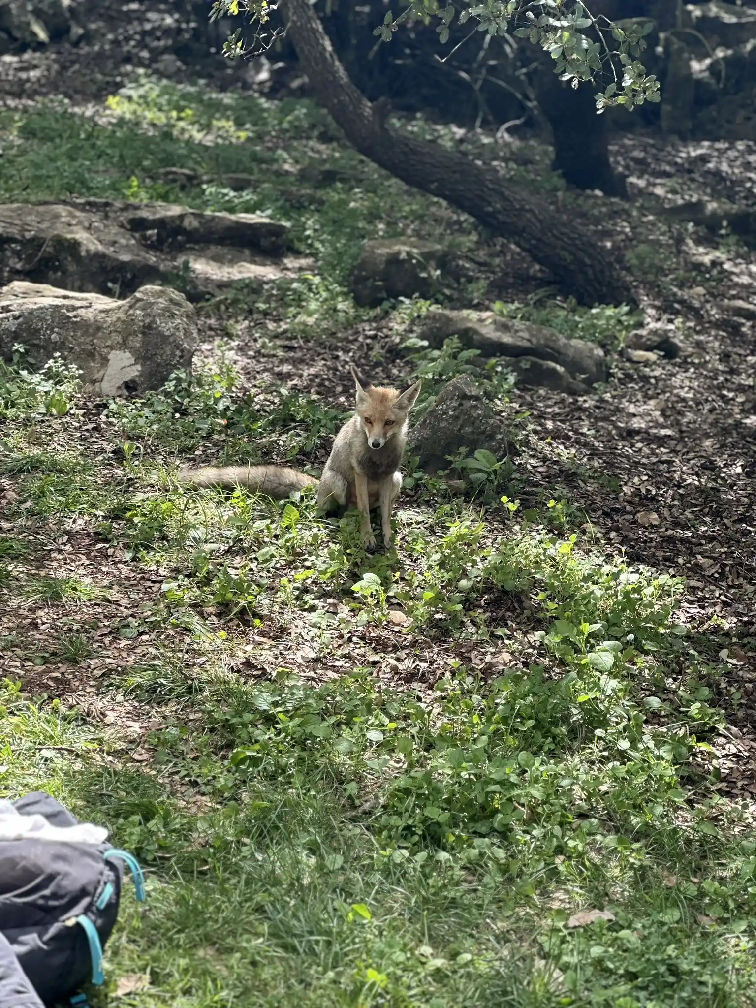  лиса сидит на земле