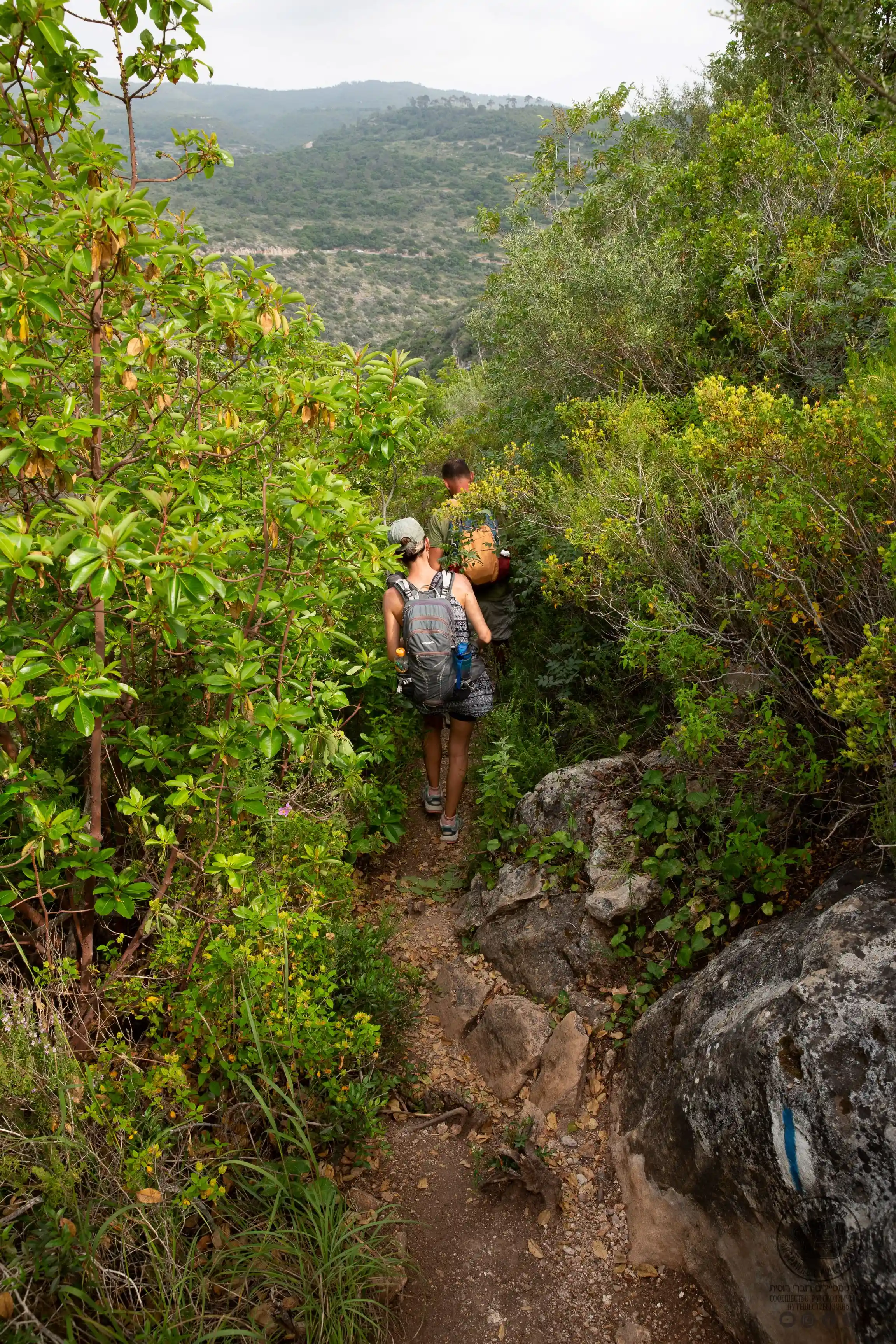 люди идущие по узкой тропинке в кустарнике