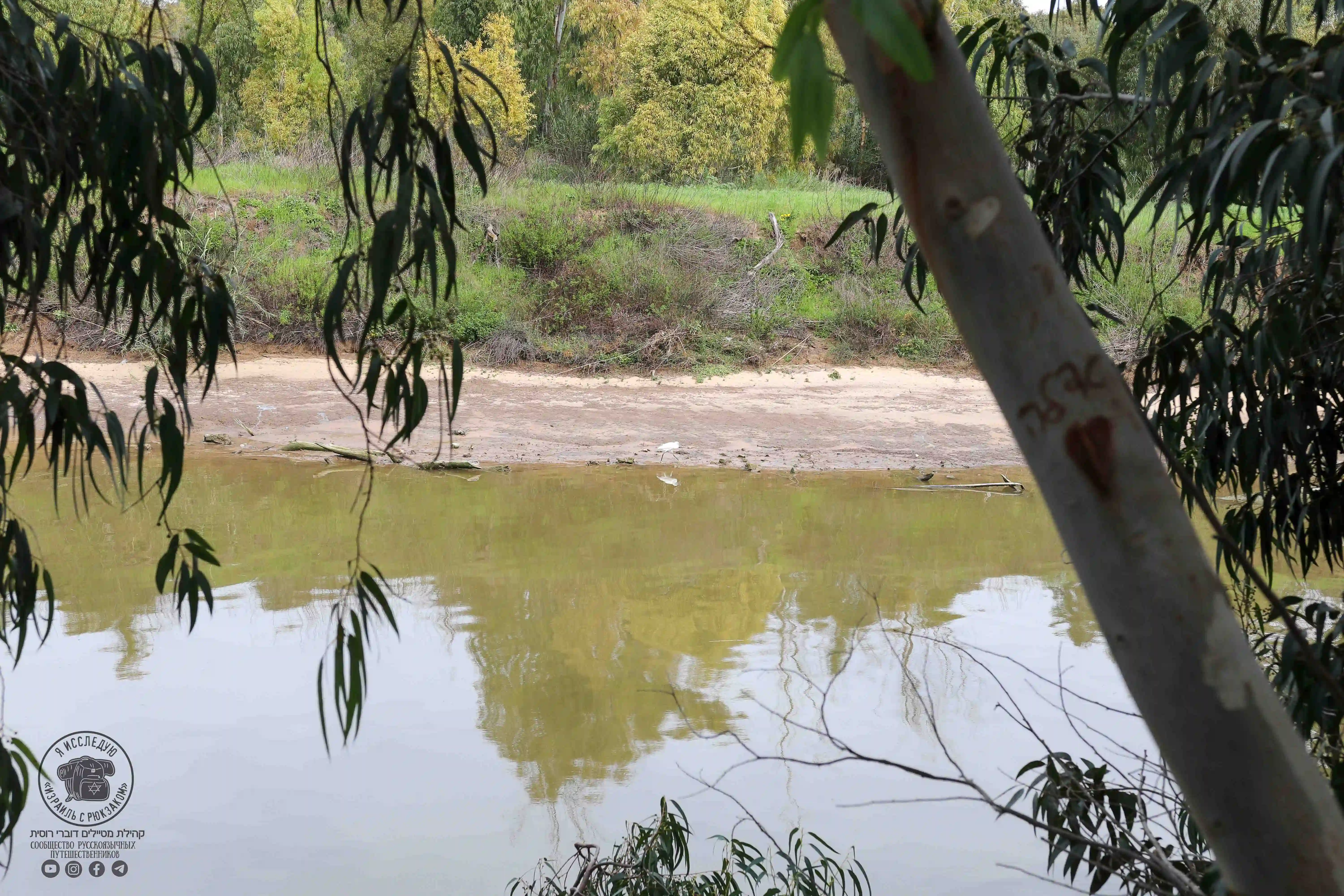 вид на мутную воду ручья свозь деревья